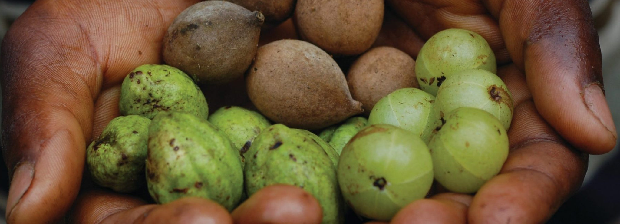 Triphala: Why you won't forget this gem.