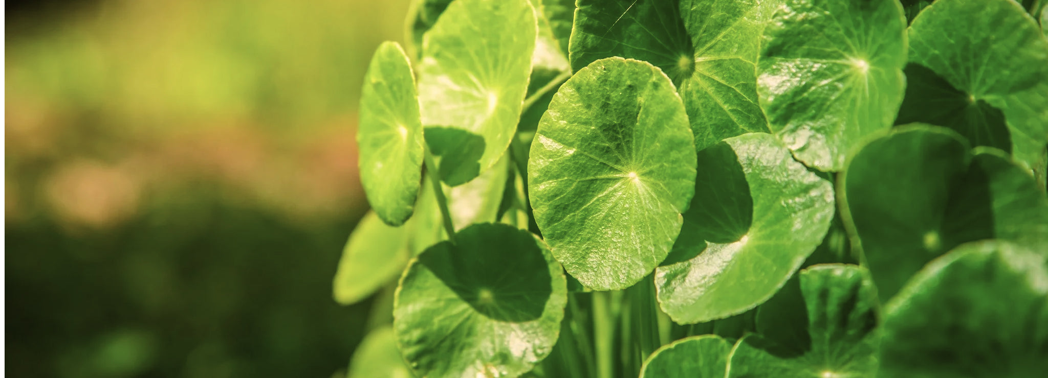 Gotu Kola. Why it's a Ruma Naturals must!